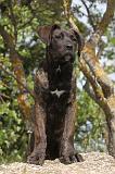 CANE CORSO 034